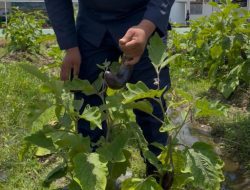 Panen Terong Sesi Kedua, Kebun 5 Rutan Singkil Kembali Produktif