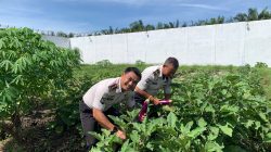 Produktif dan Berkelanjutan, Rutan Singkil Kembali Panen Terong