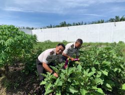 Produktif dan Berkelanjutan, Rutan Singkil Kembali Panen Terong