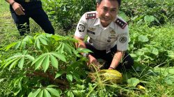 Hasilkan Pangan Mandiri, Rutan Singkil Sukses Panen Timun Suri