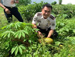Hasilkan Pangan Mandiri, Rutan Singkil Sukses Panen Timun Suri