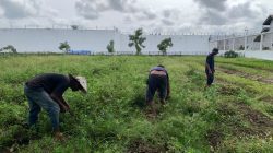 Dukung Ketahanan Pangan, Rutan Singkil Kembali Panen Kacang Tanah