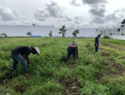 Dukung Ketahanan Pangan, Rutan Singkil Kembali Panen Kacang Tanah