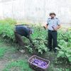 Dukung Ketahanan Pangan, Rutan Banda Aceh Panen Terong Hasil Pembinaan Warga Binaan