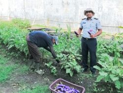 Dukung Ketahanan Pangan, Rutan Banda Aceh Panen Terong Hasil Pembinaan Warga Binaan