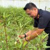 Pastikan Tumbuh Optimal, Karutan Singkil Pantau Perkembangan Tanaman Rosella