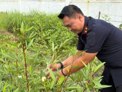 Pastikan Tumbuh Optimal, Karutan Singkil Pantau Perkembangan Tanaman Rosella