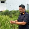 Pastikan Tanaman Berkembang Optimal, Karutan Singkil Pantau Pertumbuhan Padi Gogo