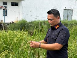 Pastikan Tanaman Berkembang Optimal, Karutan Singkil Pantau Pertumbuhan Padi Gogo