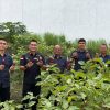 Panen Terong di Kebun 3, Karutan Singkil Terus Dorong Produktivitas Ketahanan Pangan