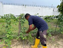 Produktifkan Lahan, Rutan Singkil Kembali Panen Kacang Panjang