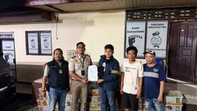 Upaya Penyelundupan Digagalkan: KSKP Bakauheni Serahkan 832 Ekor Burung Ilegal dan Dua Pelaku ke Balai Karantina